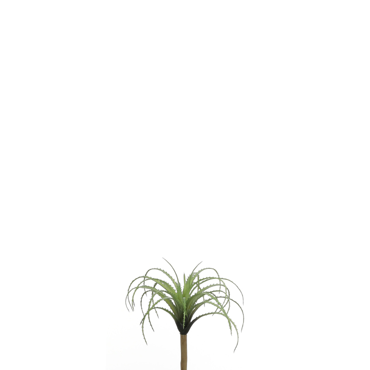 Kykatka - Tilandsie / Tillandsia zelená 24x26cm