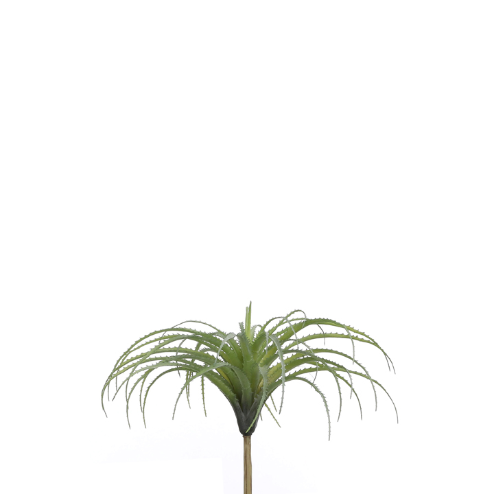 Kykatka - Tilandsie / Tillandsia zekená 28x36cm