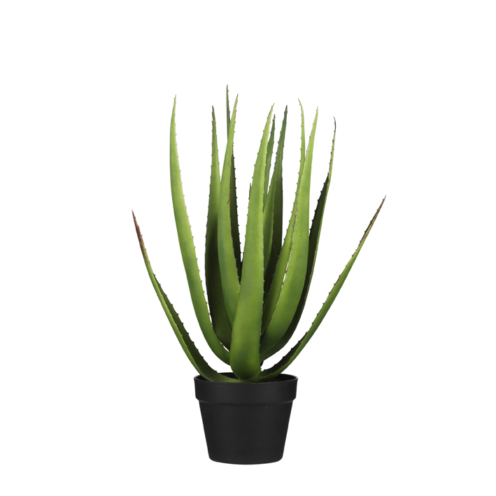 Aloe vera v obalu zelená V63 cm