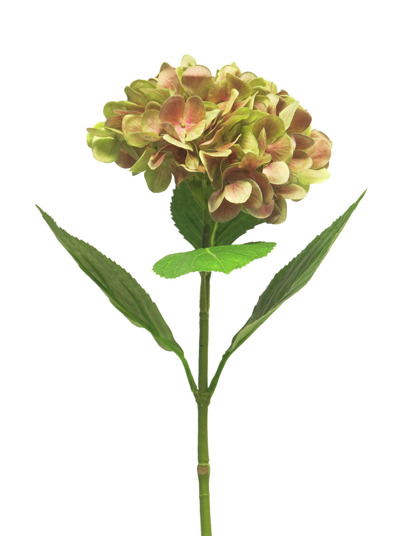 Hortenzie - Hydrangela Rosanna zelená/červená 66cm