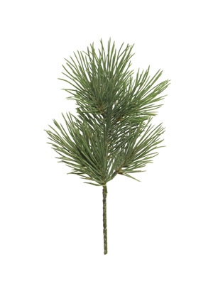 borovice (Weymouth) Pinus strobus Nana pick zelená frosted 30cm