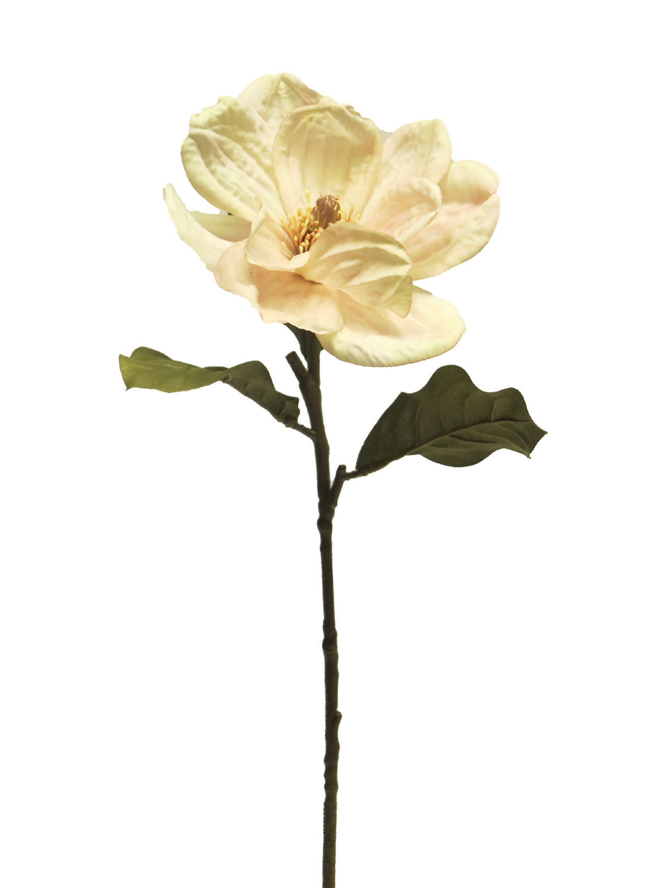 Magnolie - Magnolia Alice bilá/cream 66cm