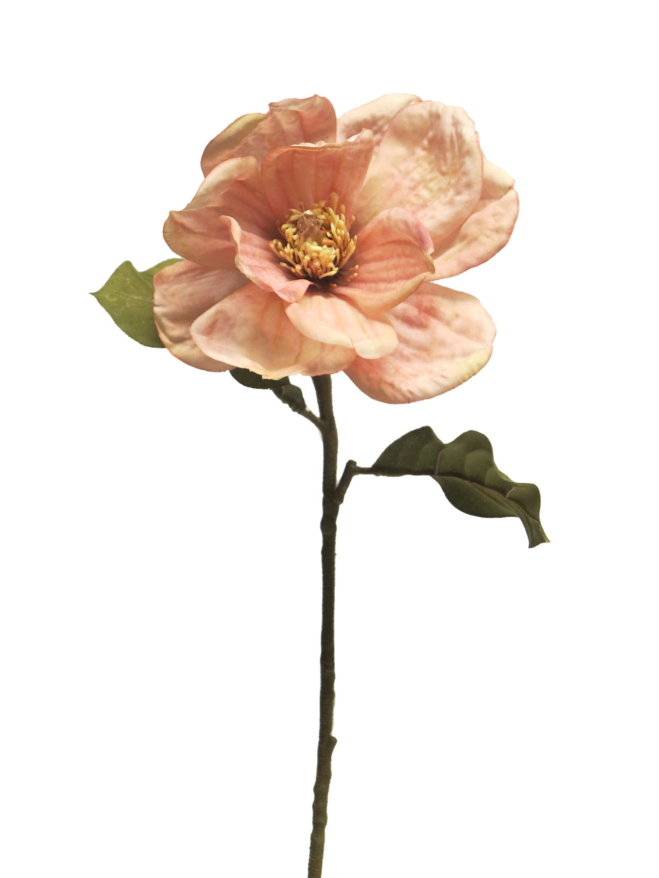 Magnolie - Magnolia Alice růžová 66cm
