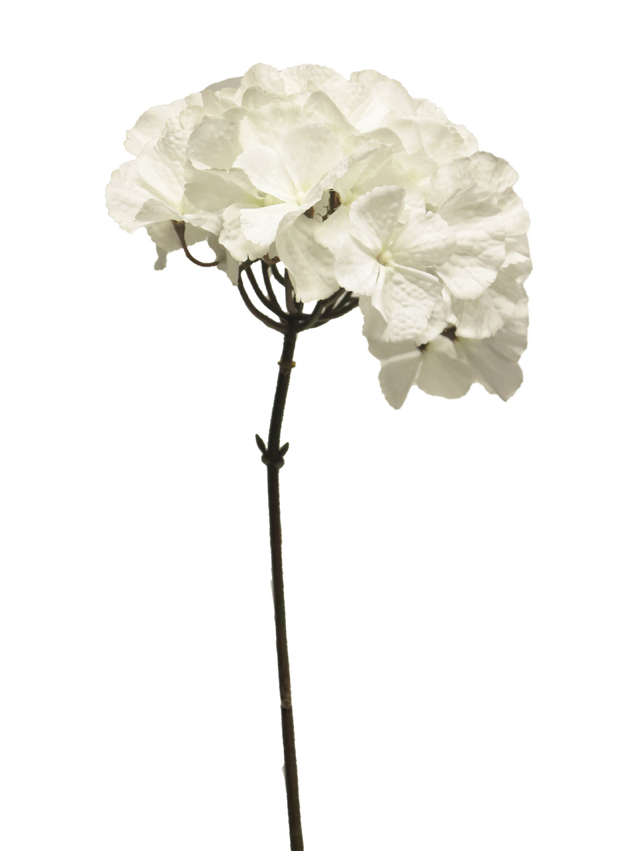 Hortenzie - Hydfrangea Sophia bilá 73cm