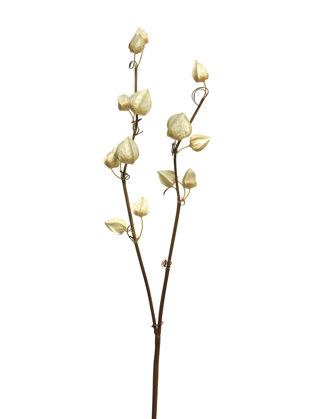 Mochyně - Physalis spray Dodo bilý/cream 80cm