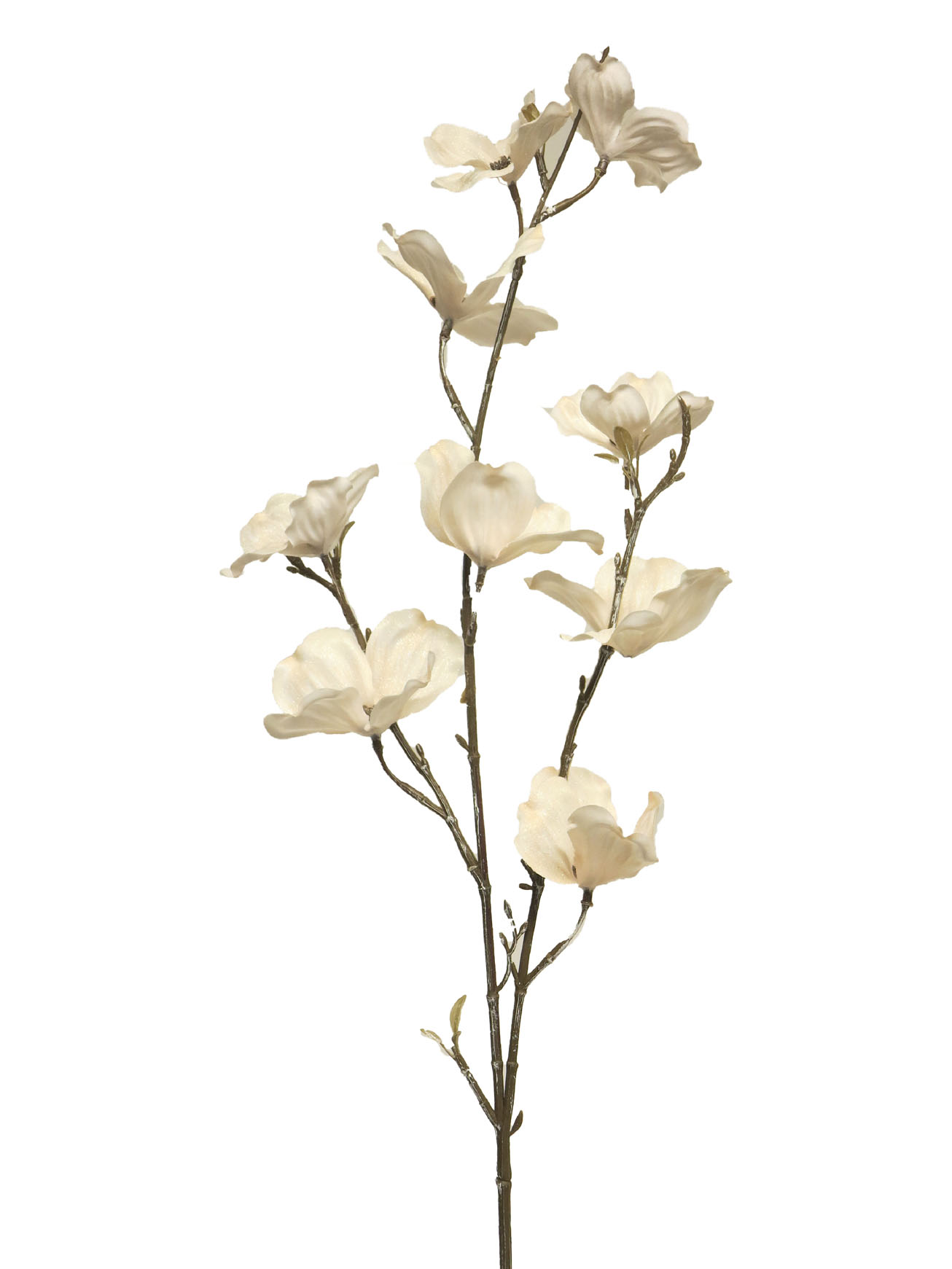 Dřín - Dogwood spray Olda iced cream/bilá 84cm