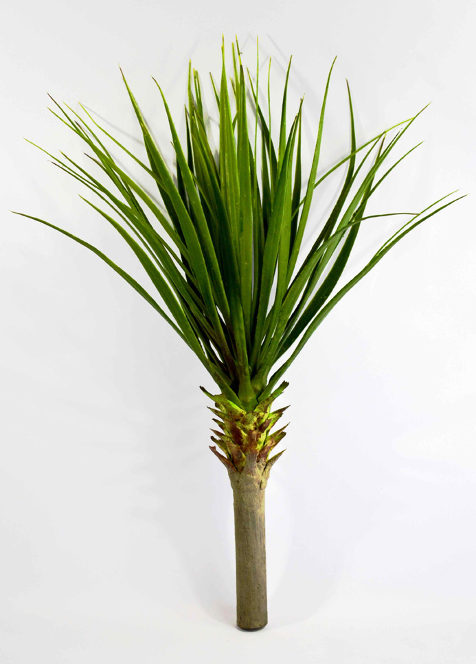 Yucca