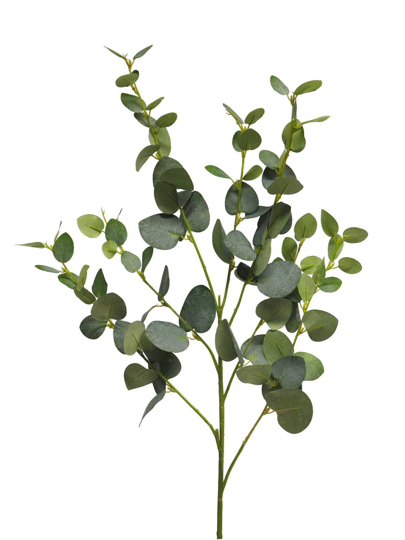 Blahovičník - Eukalyptus Ashley zelený 85cm