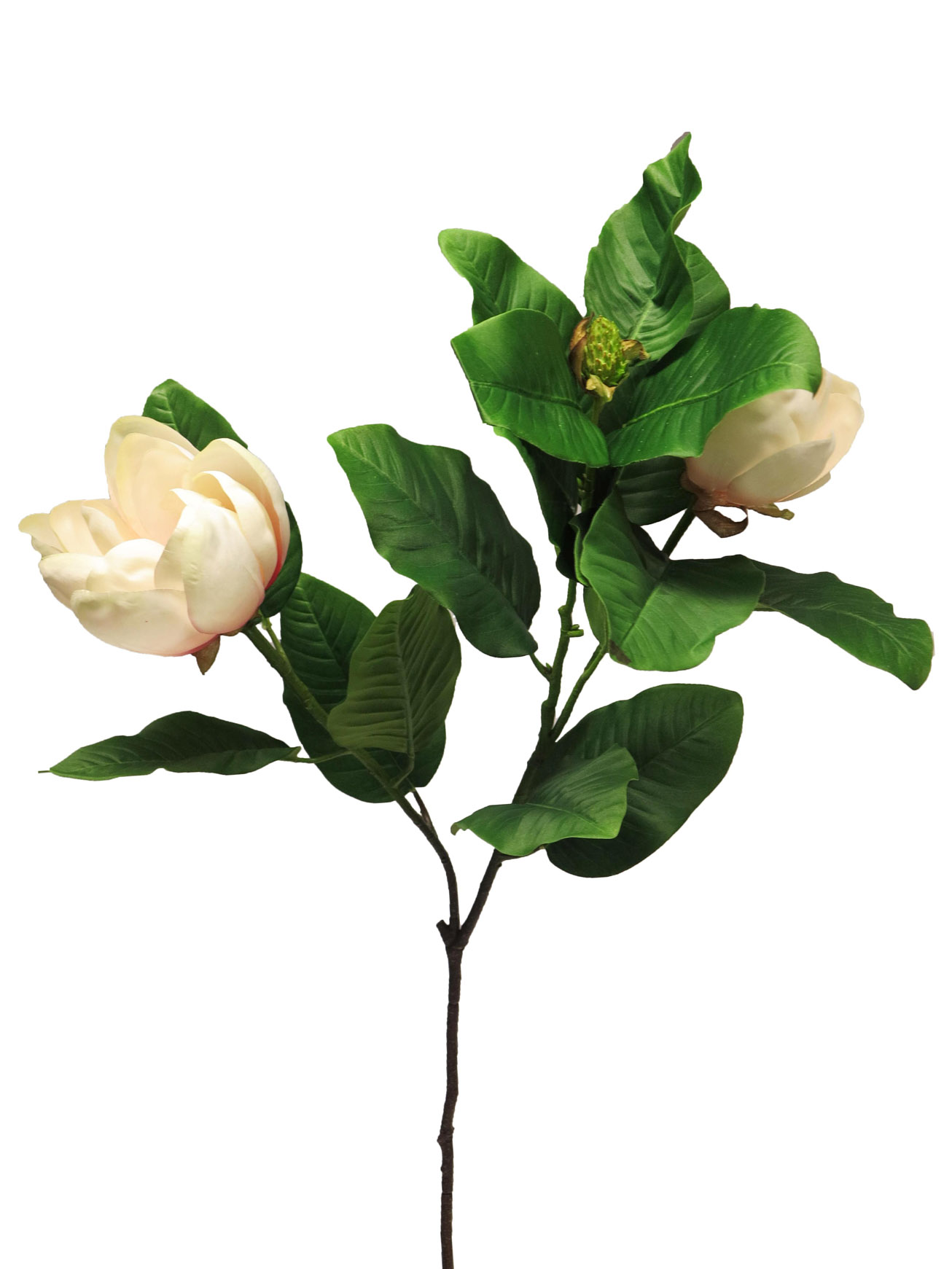Magnolie - Magnolia grandiflora růžová 107cm