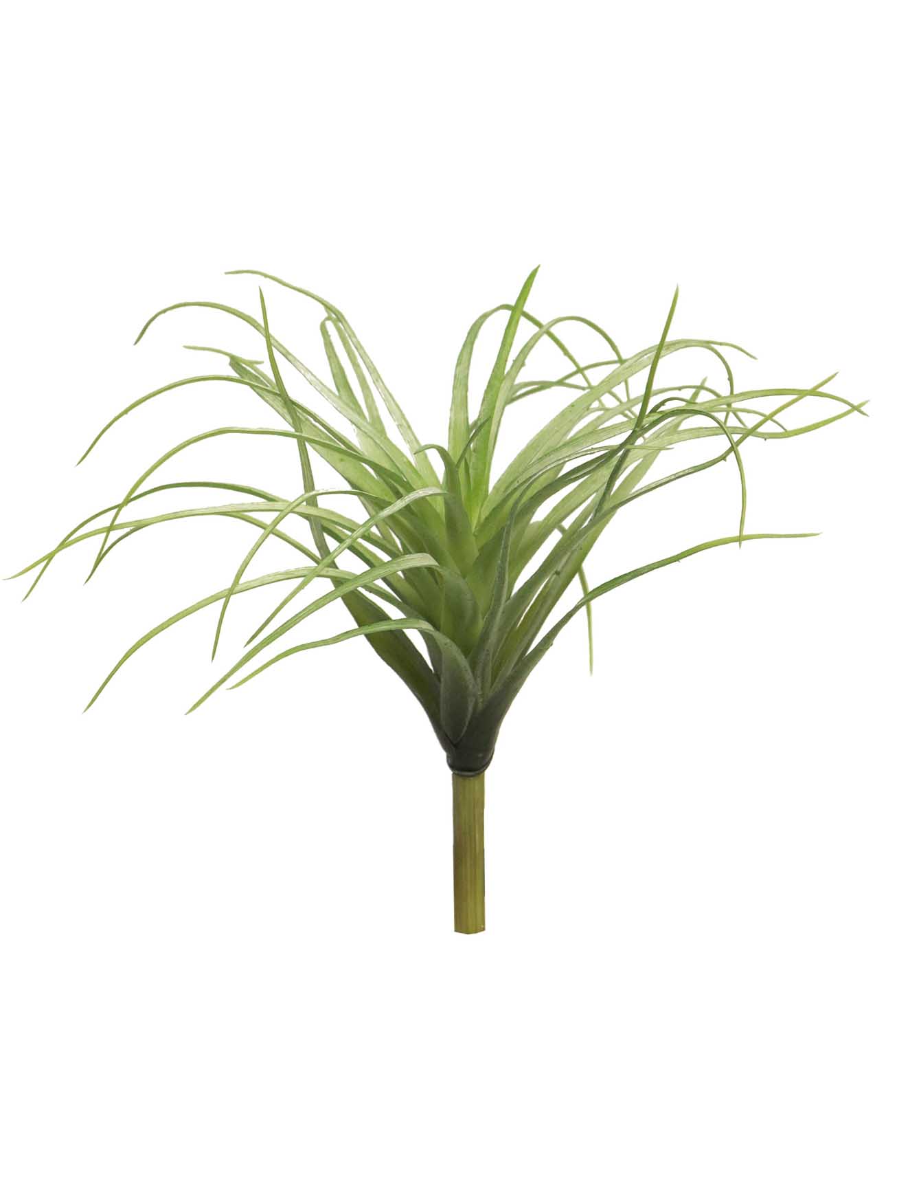 Kykatka - Tilandsie / Tillandsia Hutan zelená V25 cm