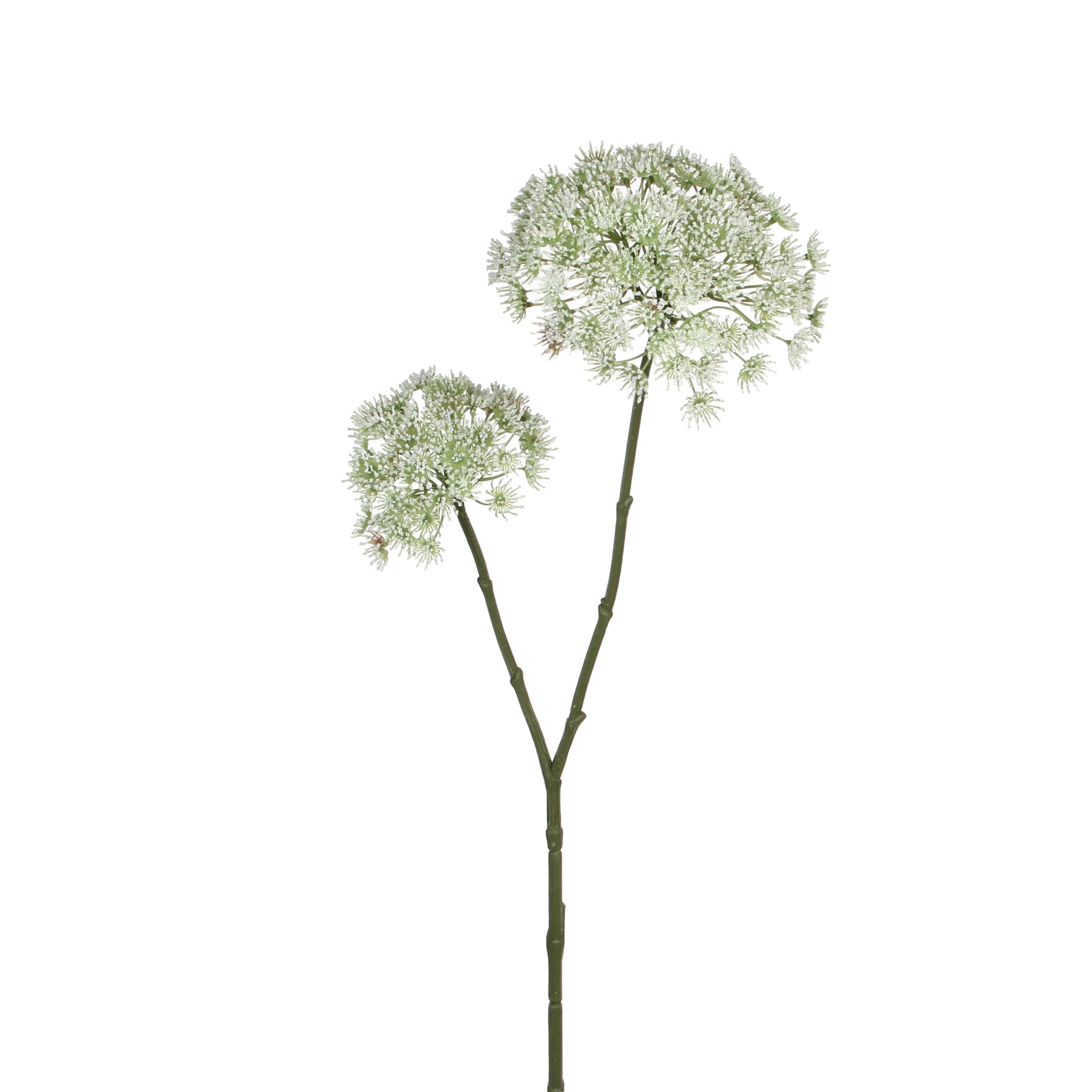 Cow parsnip white 183cm
