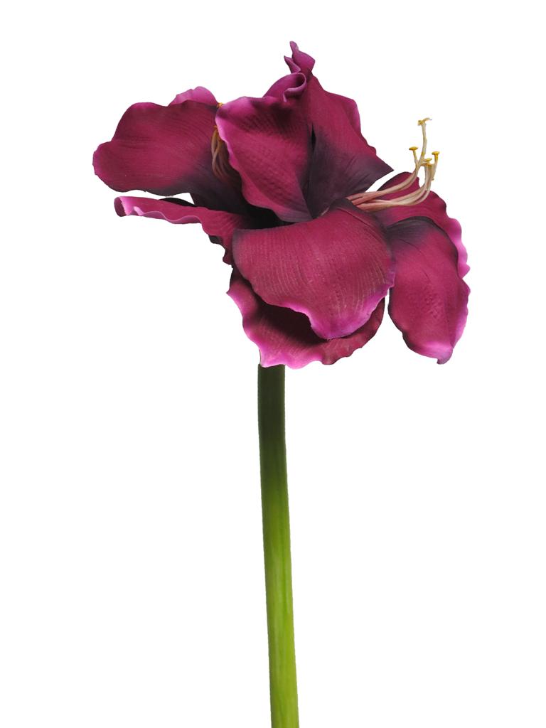 Hvězdník - Amarylis legend fialový 99cm