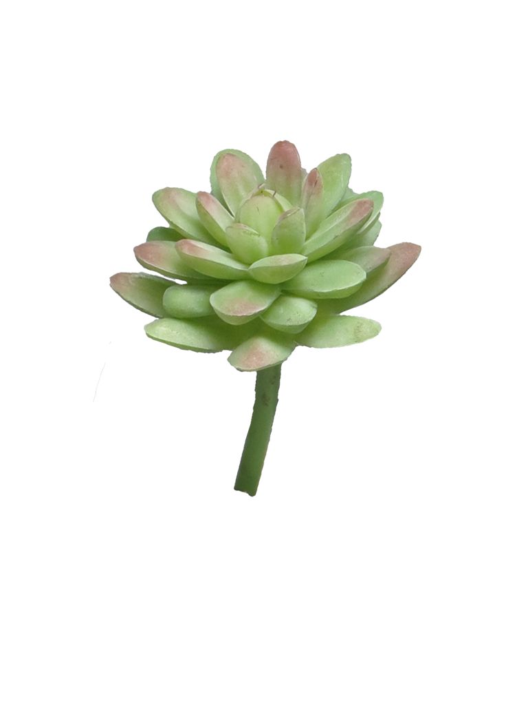 Rozchodník - Sedum (pick) zelený/červený 16 cm