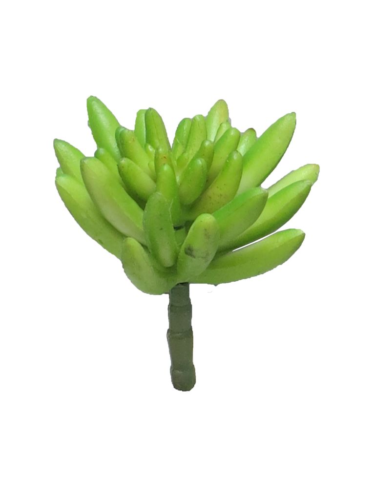 Sukulent Cowi zelený 11 cm