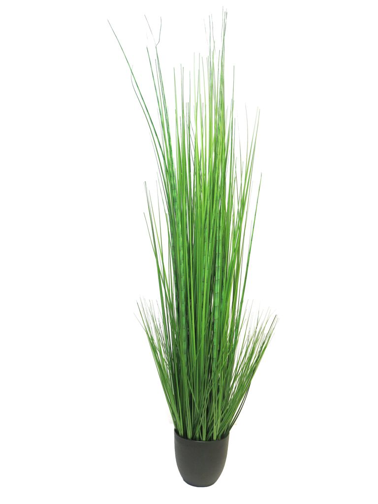 Tráva King festuca zebra v obalu 150 cm