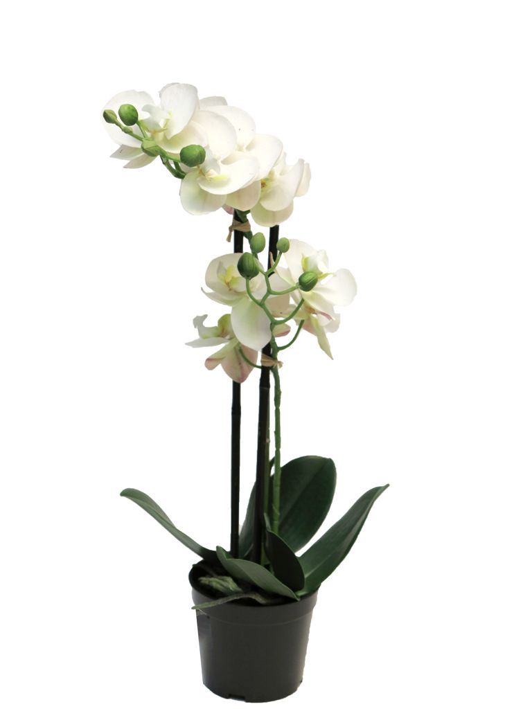 Best RT Phalaenopsis Bora x2 in pot 50cm