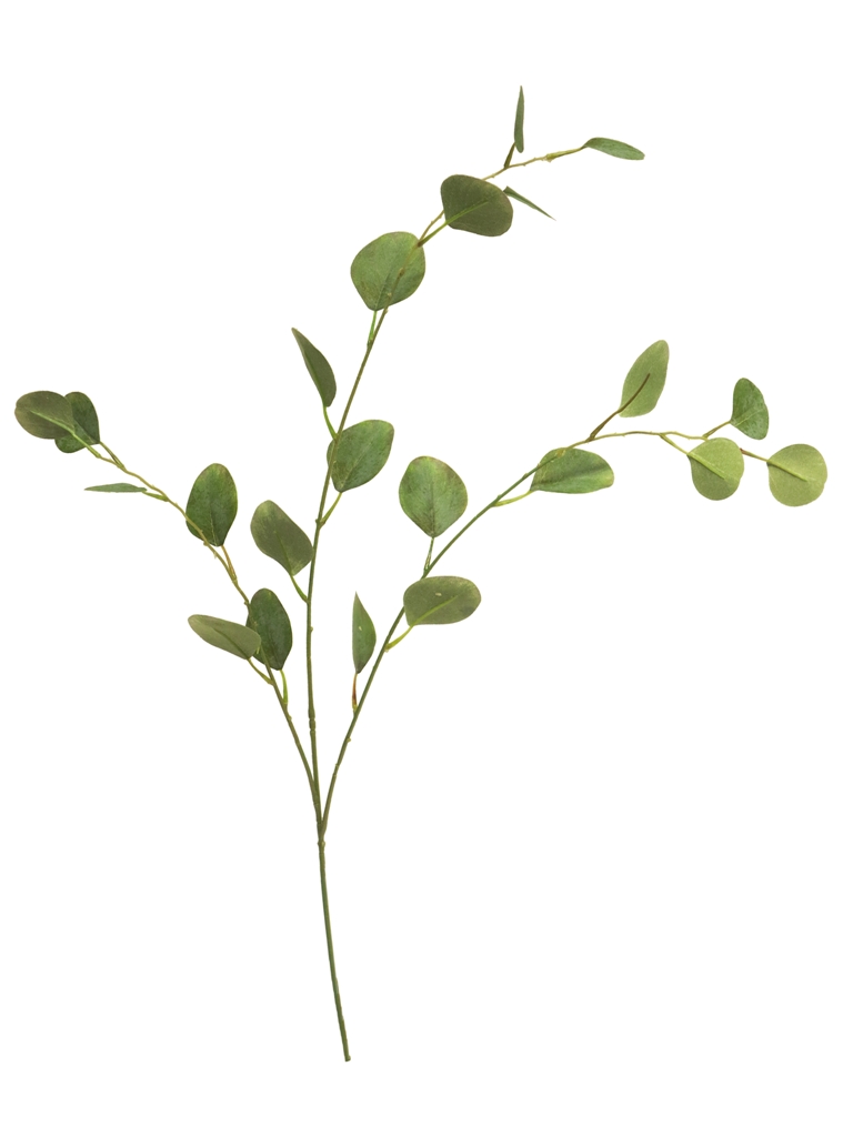 Blahovičník - Eukalyptus gunnii větev/listy zelený 85cm