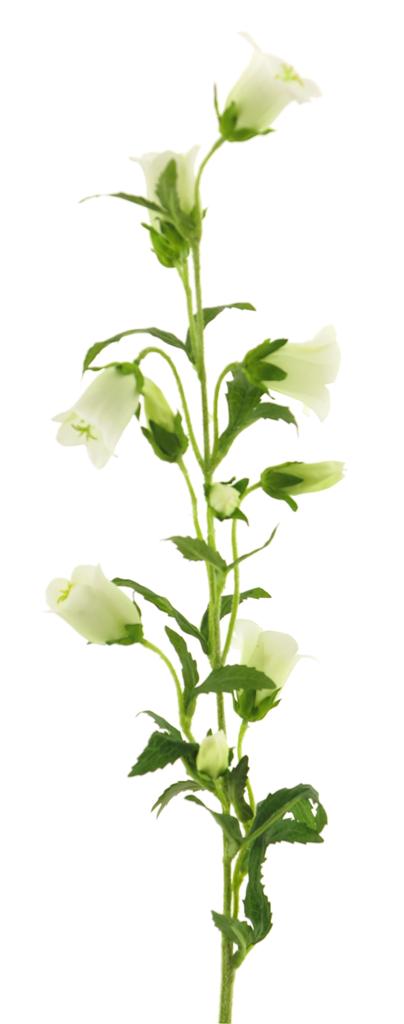 Zvonek - Campanula medium krémový 88 cm