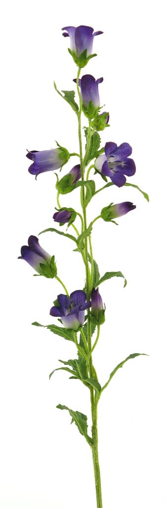 Zvonek - Campanula medium modrý 88 cm