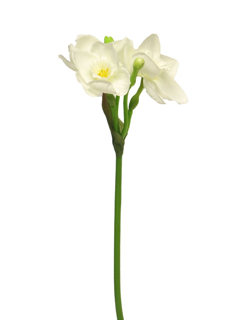 Narcis - Narcissus Ninette medium krémový 39cm