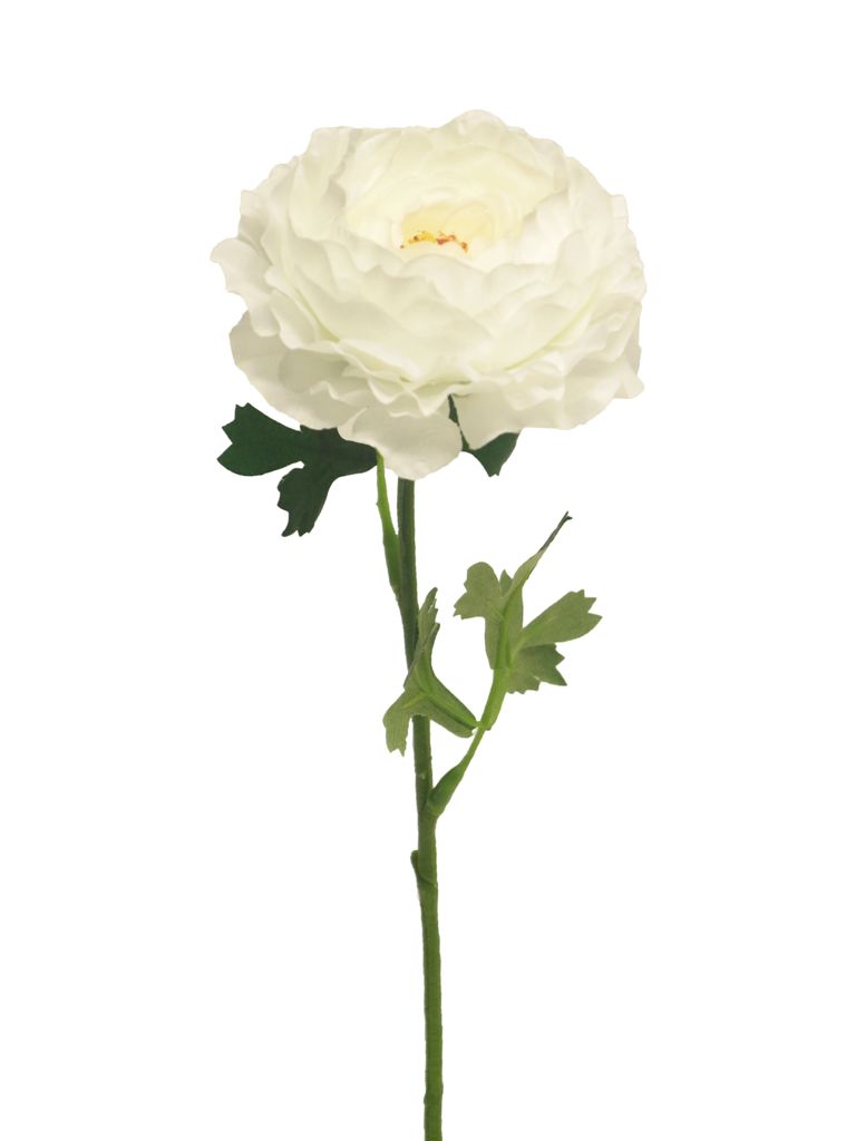 pryskyřník - ranonculus 'Aviv' krémový 43 cm