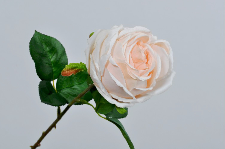 Růže lososová 46 cm