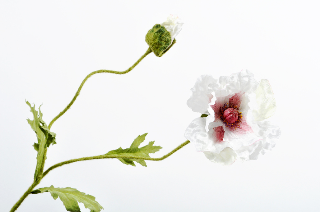Mák - Papaver bilý 81 cm