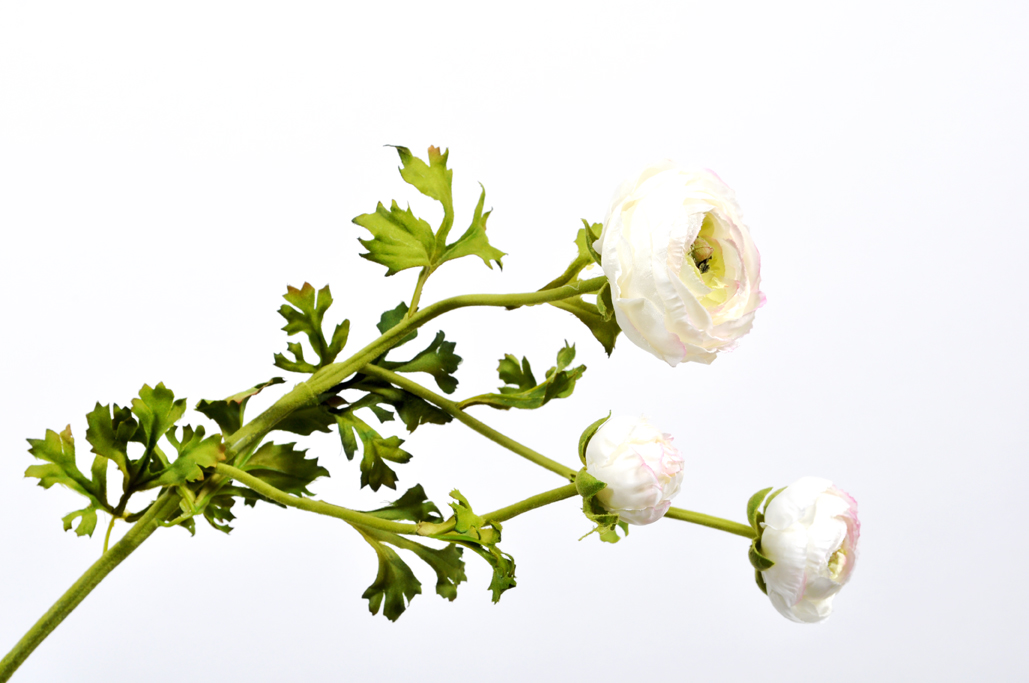 pryskyřník - ranonculus / bilý - krémový 70 cm