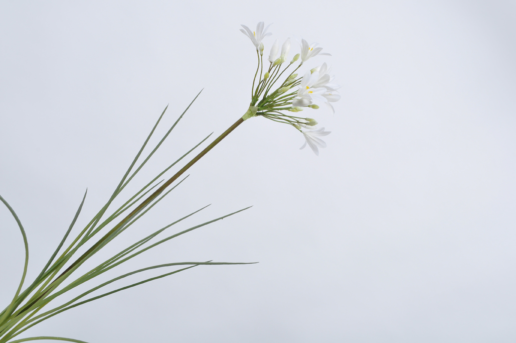 Kalokvět - Agapanthus větev krémový/bilý 80 cm