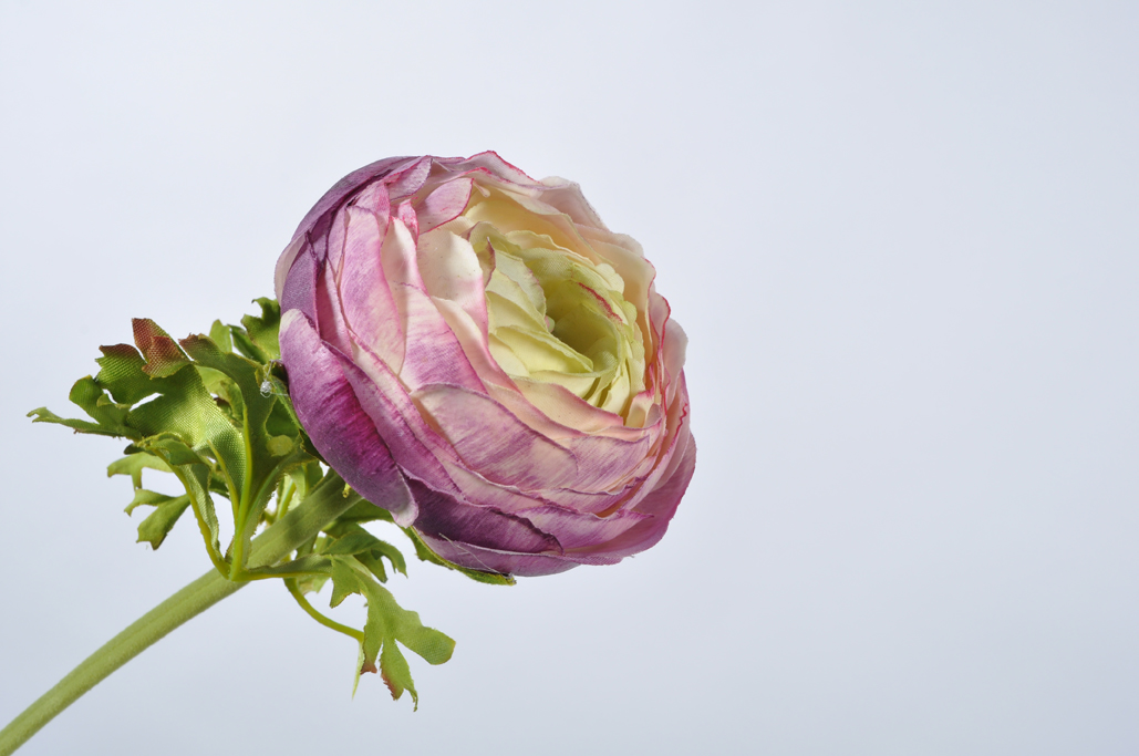 pryskyřník - ranonculus fialový 55 cm