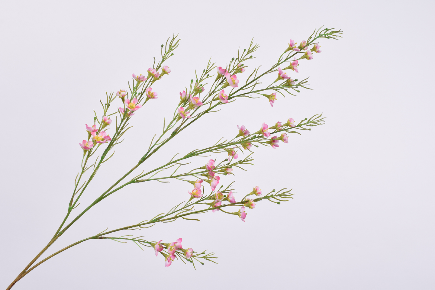 Opuč - Chamelaucium větev růžový 109 cm