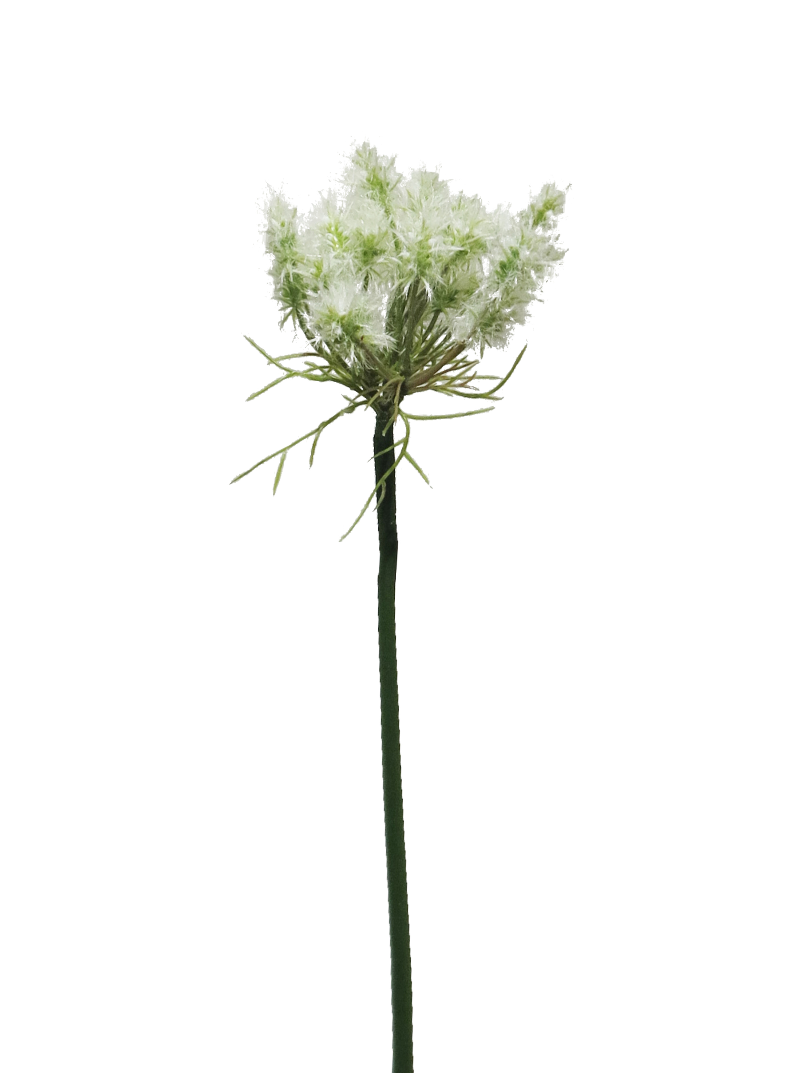 Jiřinka - Dahlia krémová V71 cm (N114860)