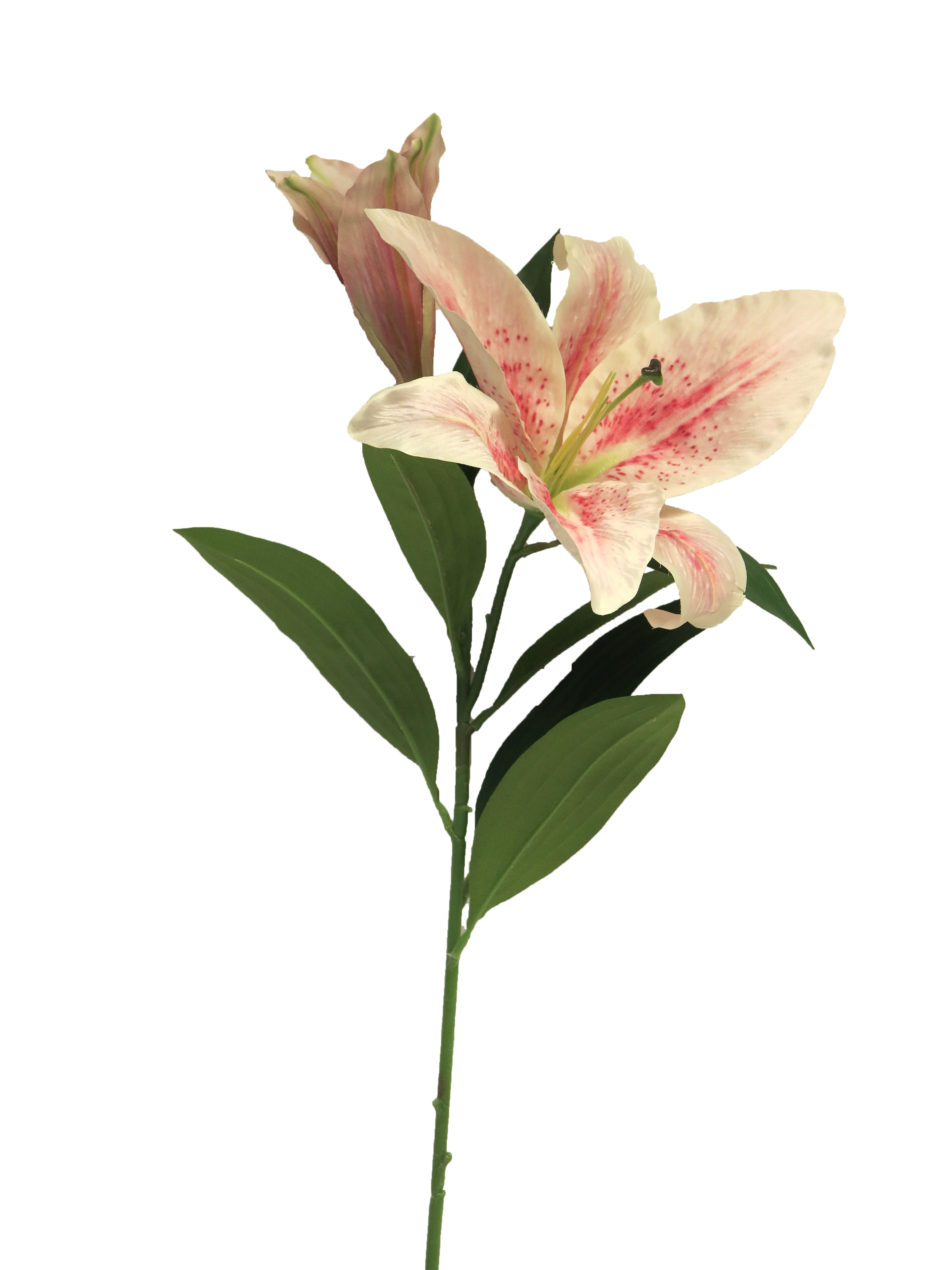 lilie-lilium Ruben x2 růžový/krémový 74 cm (N125488)