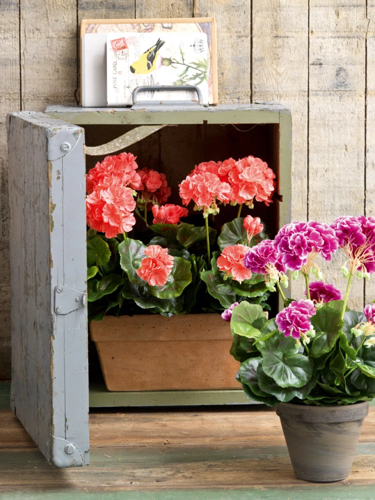 Pelargónie - Geranium H34, P20 cm  fialová v květináči (A950216)