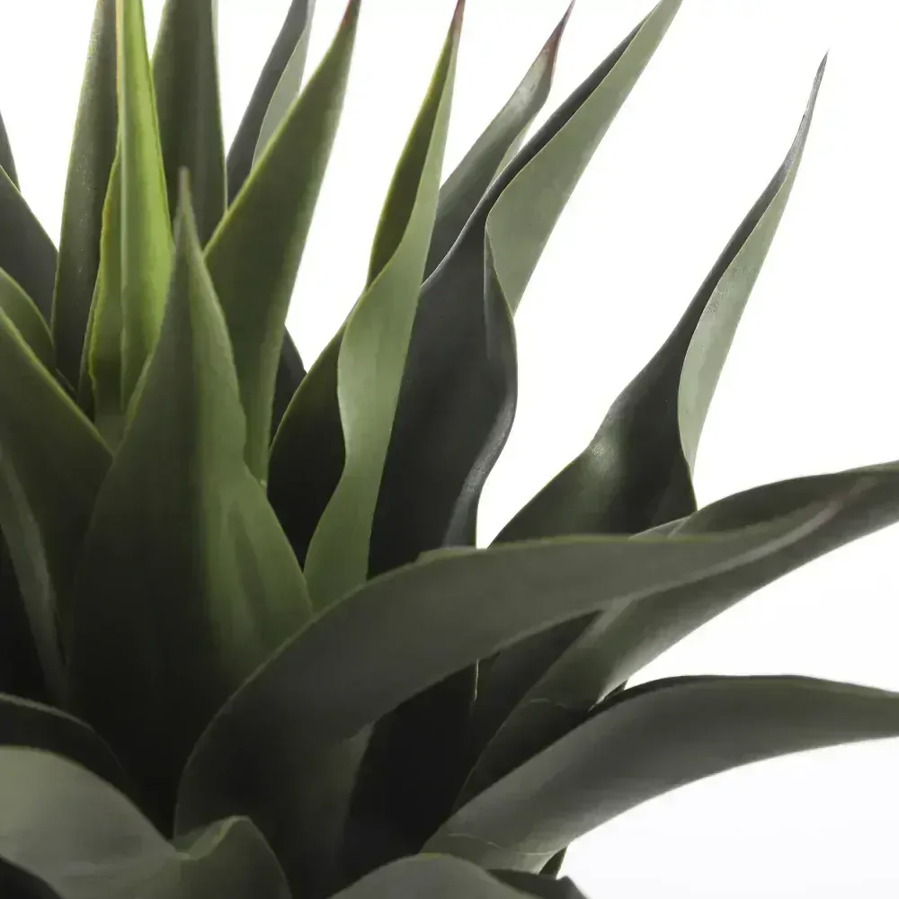 Agáve - Agave v květináči zelená V60, P25 cm