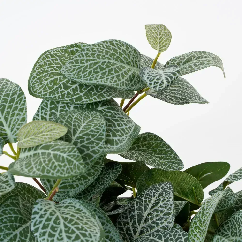 Fitónie - Fittonia závěsná zelená D54, Š20, V15 cm (A1074941)