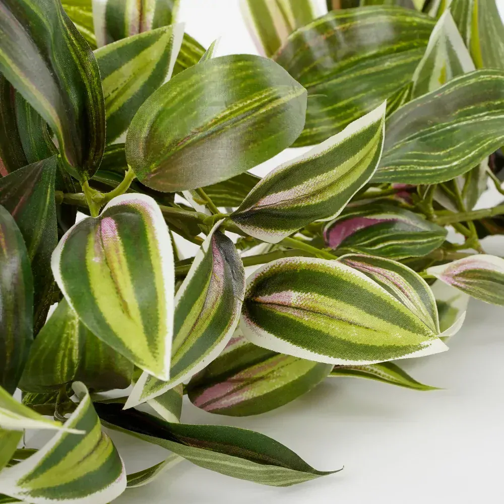 Voděnka - Tradescantia závěsná zelená D54, Š20, V15 cm (A1074942)