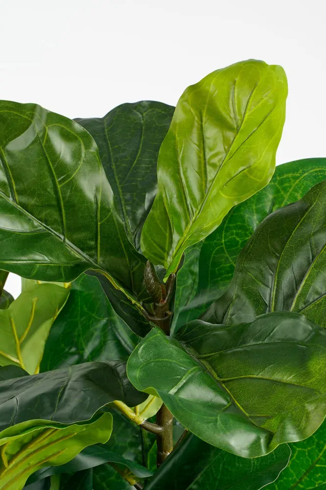 Fikus - Ficus lyrata v květináči zelený V150, P80 cm
