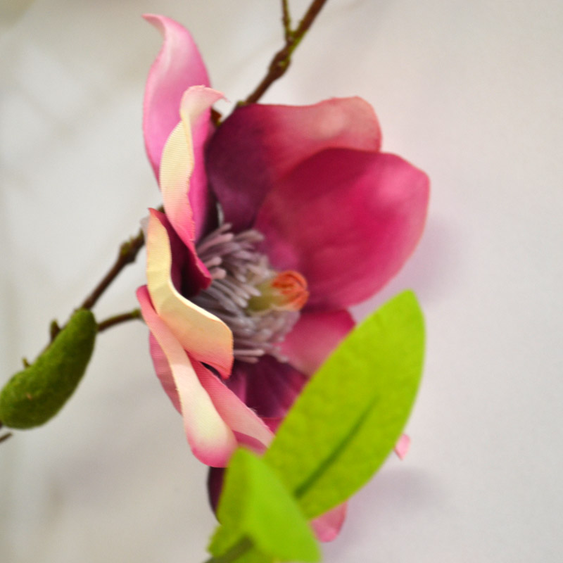 Magnolie - Magnolia 'Jane' fialová 90 cm