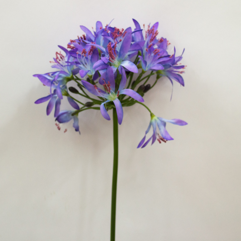 Kalokvět - Agapanthus modro fialová 80cm