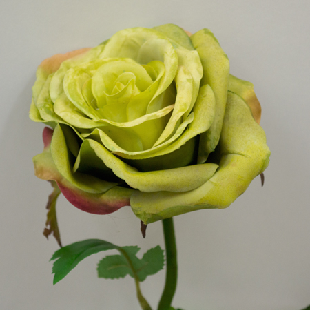 Růže - Rosa Broceliande zelená 65cm