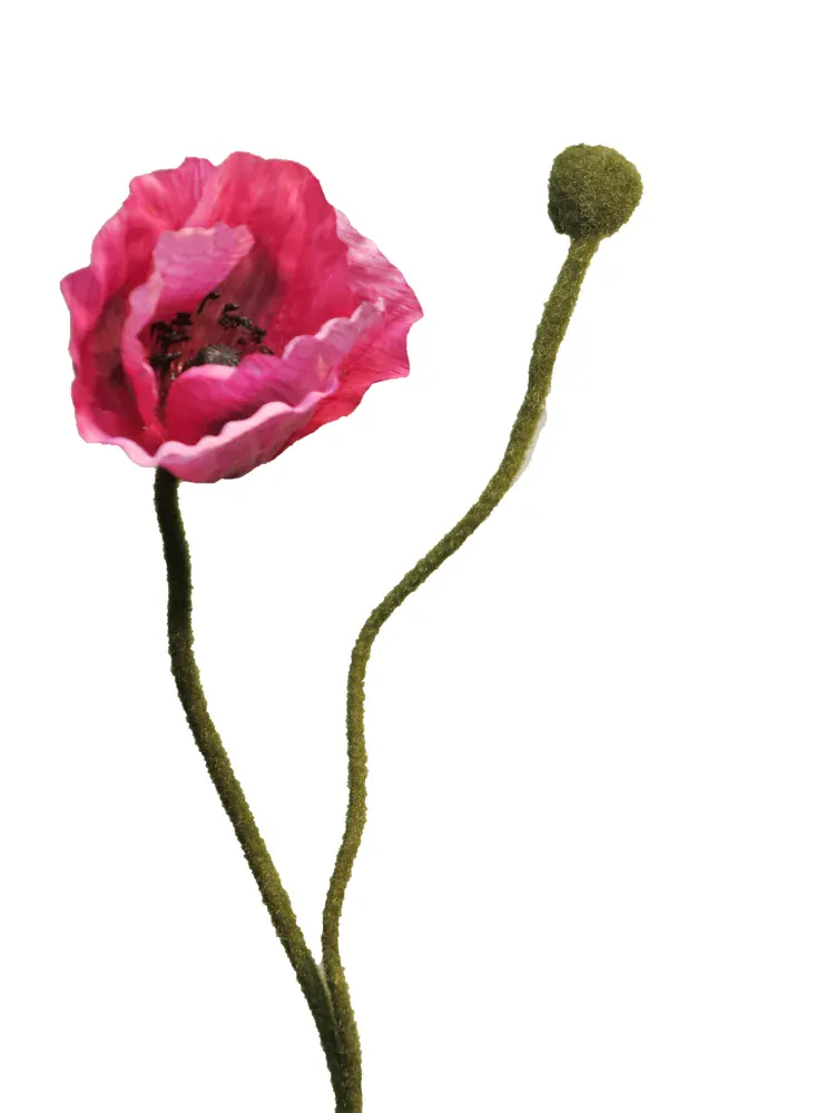 Mák - Papaver beauty V60 cm (vínovofialový)