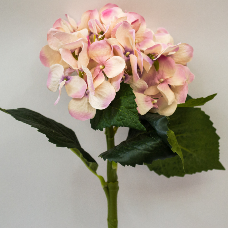 Hortenzie - Hydrangea 'Artist ' růžová 48cm