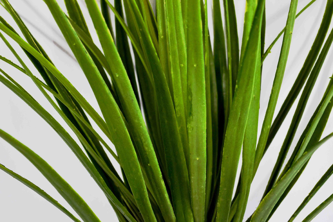Yucca