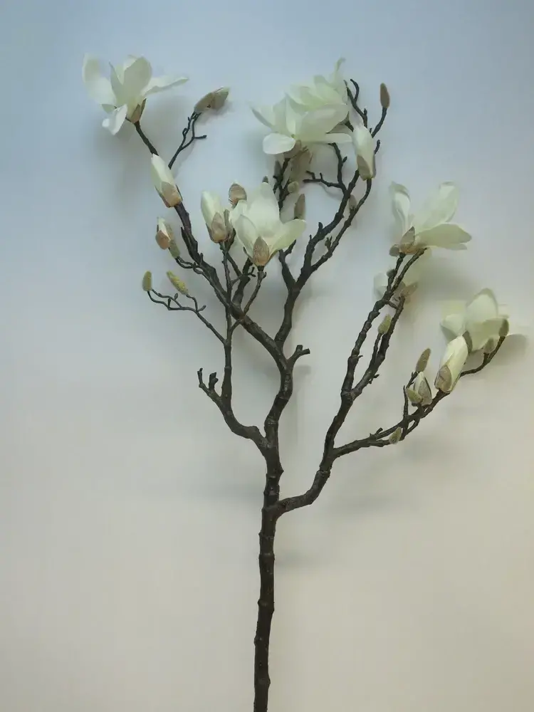 Magnolie - Magnolia větev 'Lisa' krémová 128 cm