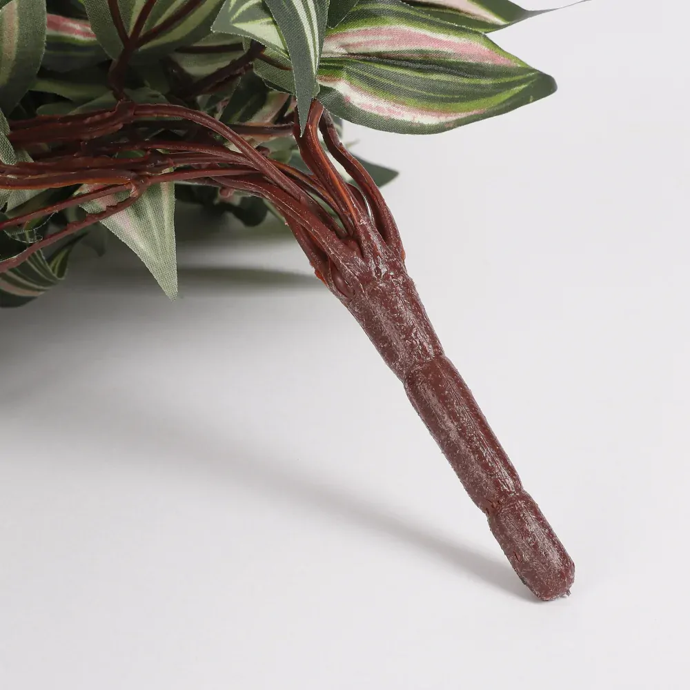 Voděnka - Tradescantia závěsná zelená D80, Š30, V15 cm (A953284)