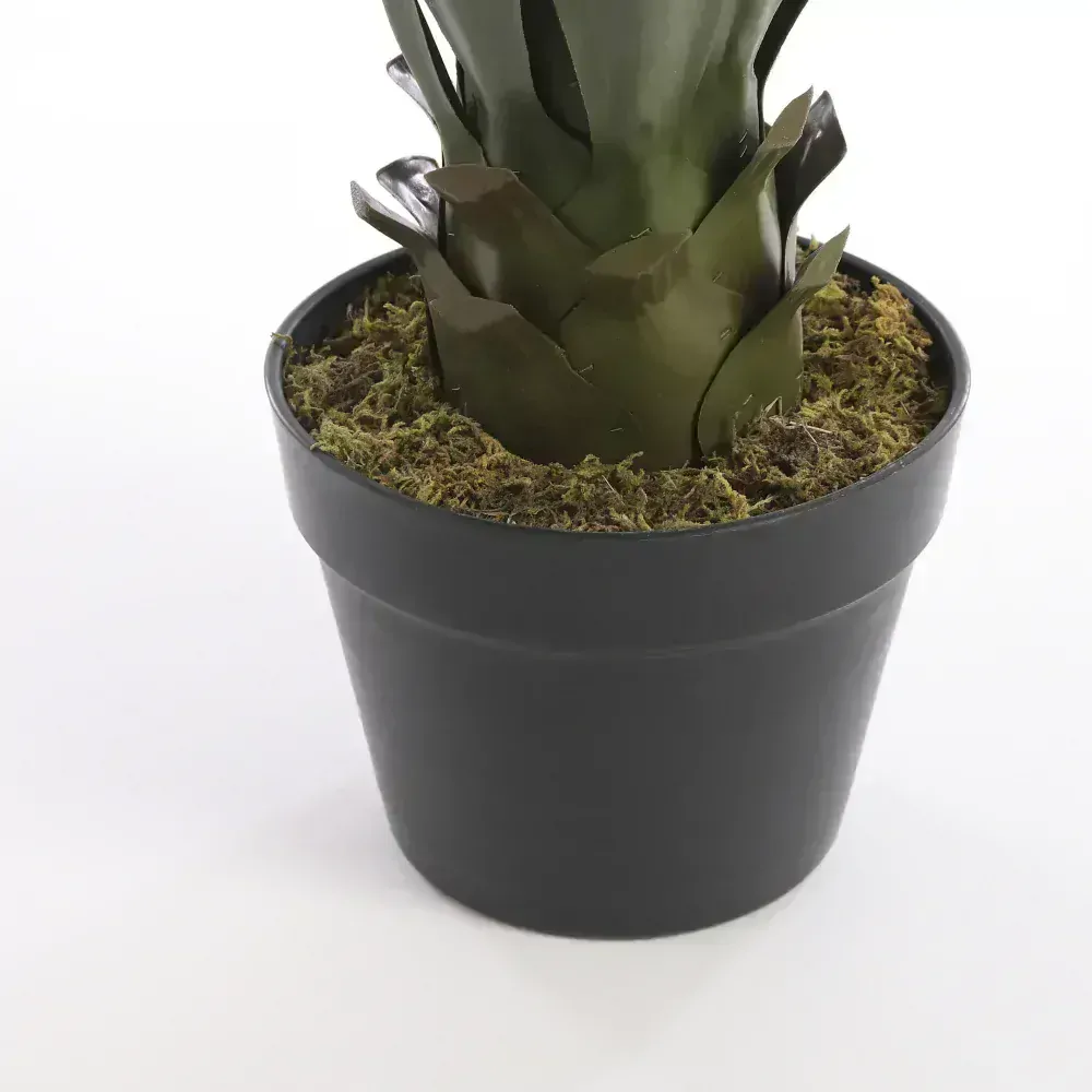Agáve - Agave v květináči zelená V60, P25 cm