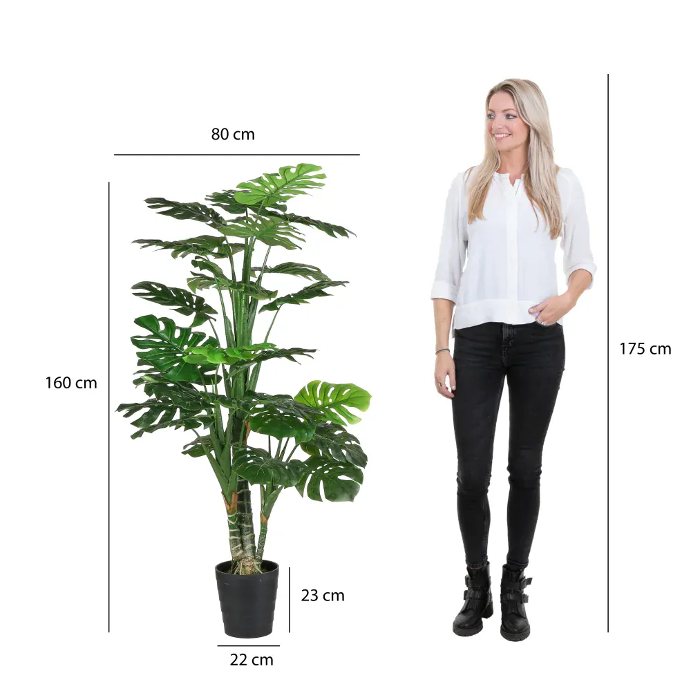 Monstera v květináči zelená V160, P80 cm