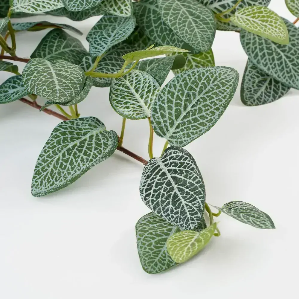Fitónie - Fittonia závěsná zelená D54, Š20, V15 cm (A1074941)