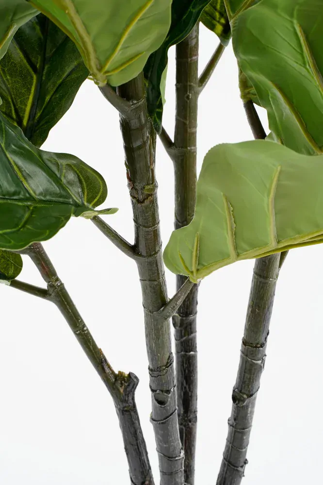 Fikus - Ficus lyrata v květináči zelený V150, P80 cm